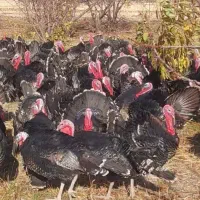 بوقلمو|حیوانات مزرعه|همدان, |دیوار