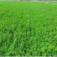 فروش تخم یونجه