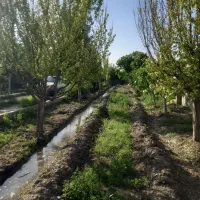 باغ-فروشی