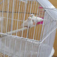 دوجفت فنچ باقفس|پرنده|ایذه, |دیوار