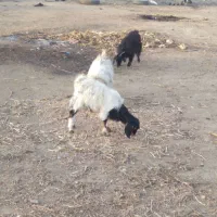 ۳عدد بز هست برافروش