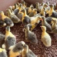 جوجه قو غاز