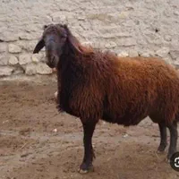 گوشت گوسفند بره نر . قوچ