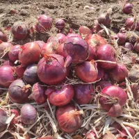 پیاز قرمز لوکس
