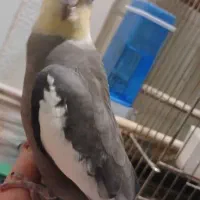 پرنده های اوازخوان و باهوش