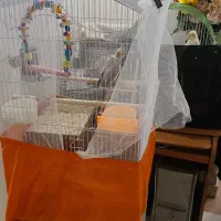 جفت عروس هلندی با تخم