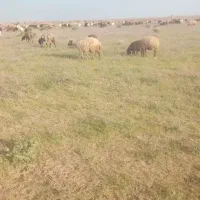 حیوان گوسفند