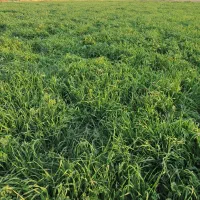 جویونجه فروشی