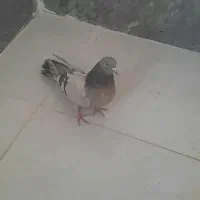 کبوتر نقره ای یا کاغذی پر روزگاری