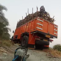 برش و خریدار چوب مرکبات