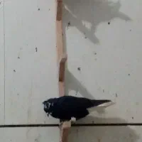 کفتر بوم رنگه هوایی|پرنده|زاوه, |دیوار