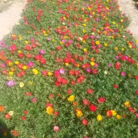 باغبانی و درخت کاری
