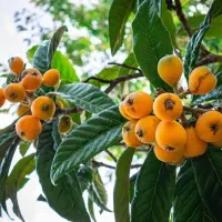 نهال خاص ترین.|حراج|سرایان, |دیوار