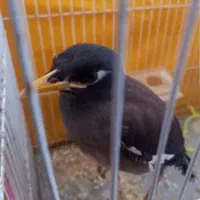 مرغ مینا معاوضه باکبوتر