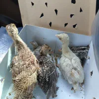 جوجه بوقلمون و مرغ شاخ دار محلی