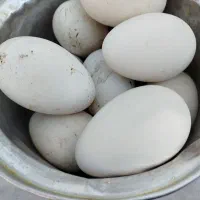 تخم نطفه دار  غاز