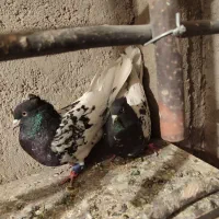 کفتر|پرنده|زارچ, |دیوار