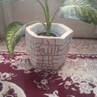 حوض آبنما  وگل گلدان|گل و گیاه طبیعی|سبزوار, شرق کال شمالی|دیوار