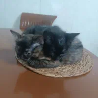 پیشی|گربه|نیشابور, بنیاد شهید|دیوار