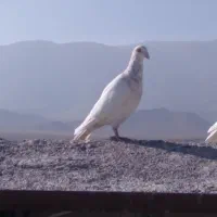 سرورشکلاتی|پرنده|تربت جام, میان جام|دیوار