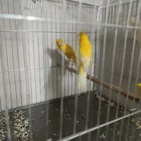 قناری نروماده جفت و تعداد تک