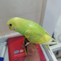 جوجه مرغ عشق سرلاکی سالم وخوشرنگ برادستی کردن