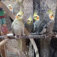 فروش عروس هلندی