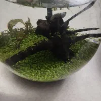 تنگ پلنت ماهی با چوب آبنوس