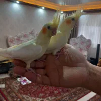 عروس هلندی لوتینو