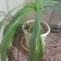 گل وگیاه زینتی