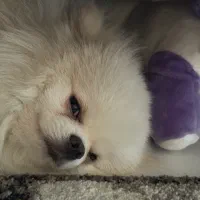 پدر و‌پسر یکی بخر دو تا ببر|سگ|فردیس, دهکده|دیوار