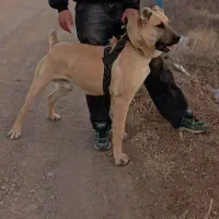 سگ سرابی|سگ|ابهر, |دیوار