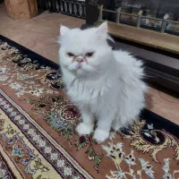 گربه پرشین فولد