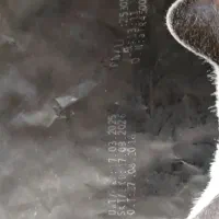 غذای خشک گربه عقیم شده رفلکس|لوازم جانبی حیوانات|اصفهان, باغ زرشک|دیوار