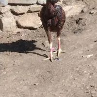 کلهشیرلاریاصل|حیوانات مزرعه|نمشیر, |دیوار