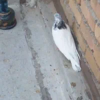 نر جوزی|حیوانات|بروجرد, |دیوار