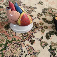 مولاژ بدنه انسان|اسباببازی|سنندج, |دیوار