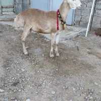 فروش فوری بره قوچ چینی