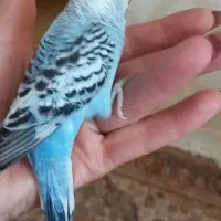 ۳تامرغ عشق زیباوسالم نیمه رام