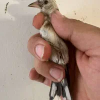 سهره درجه یک|پرنده|تهران, گمرک|دیوار