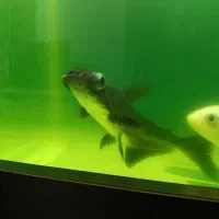 ماهی کوسی و۱عدد ماهی کوی