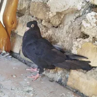 کبوتر زاغ