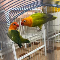 خرید فروش  برزیلی  همه رنگ