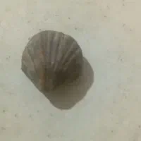 فسیل های قیمتی|کلکسیون اشیاء عتیقه|همدان, |دیوار