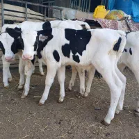 گاو گوساله تلیسه