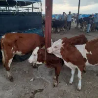 گاو و گوساله در حیوانات مزرعه