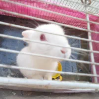 خرگوش چشم شرابی