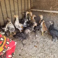 فروش جوجه مرغ محلی