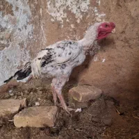 مرغ خروس نوک طوطی اصیل|حیوانات مزرعه|سلامی, |دیوار