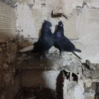 کفتر زاغ دم سفید|پرنده|مشهد, شهرک بهارستان|دیوار